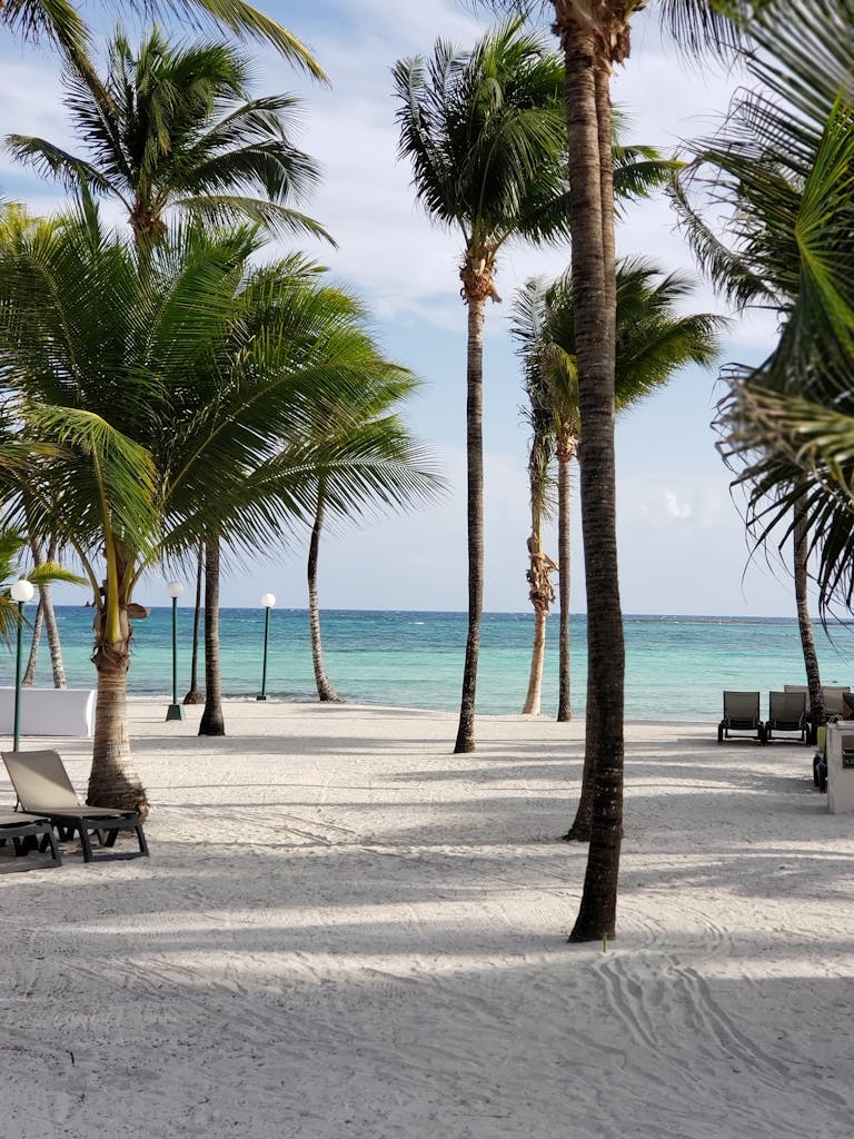 Sunloungers Near Coconut Trees on Seashore